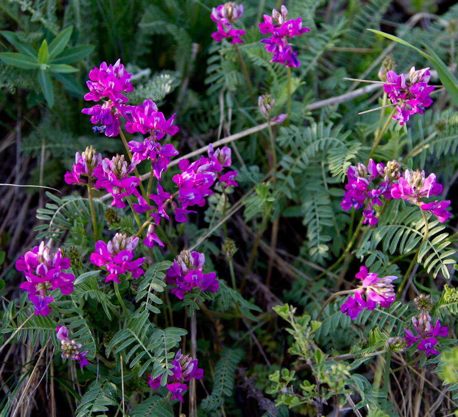 Image of Oxytropis floribunda specimen.