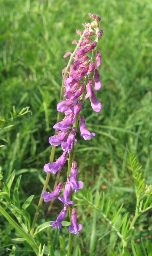 Image of genus Vicia specimen.