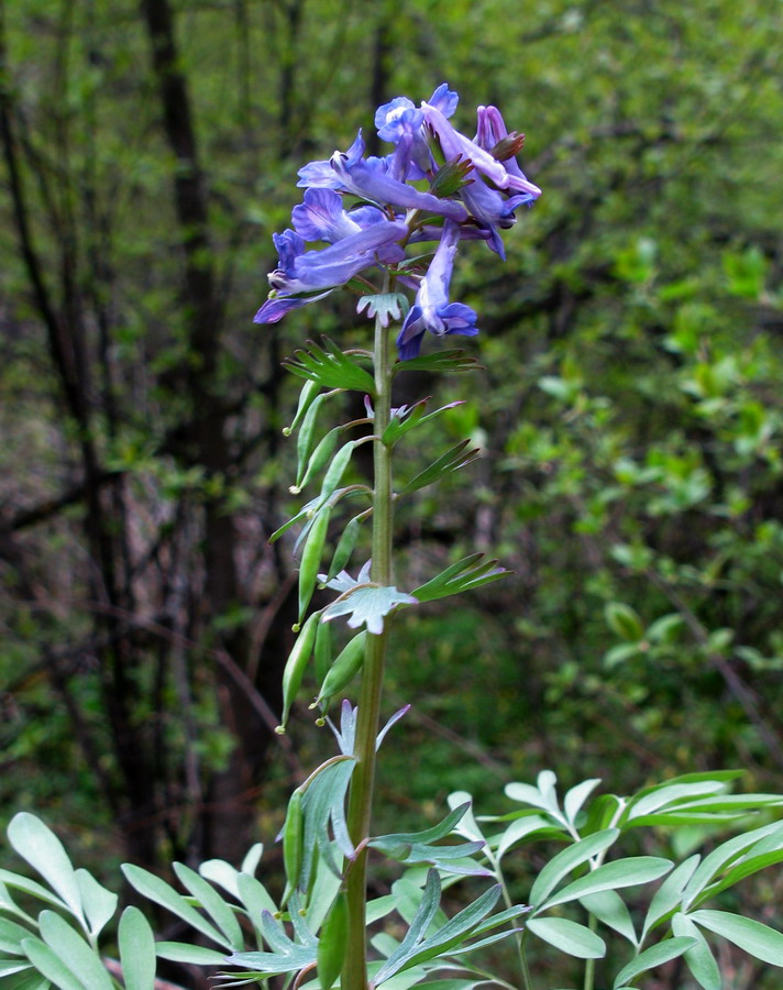 Image of Corydalis subjenisseensis specimen.