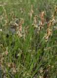 Carex supina