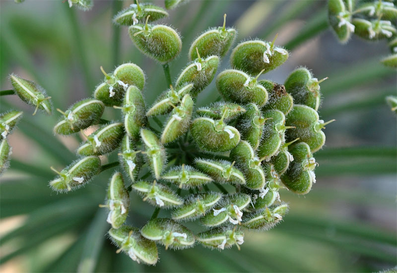 Image of Heracleum asperum specimen.