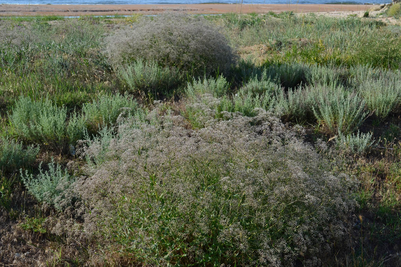 Image of Gypsophila paniculata specimen.