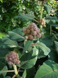 Hydrangea aspera подвид sargentiana