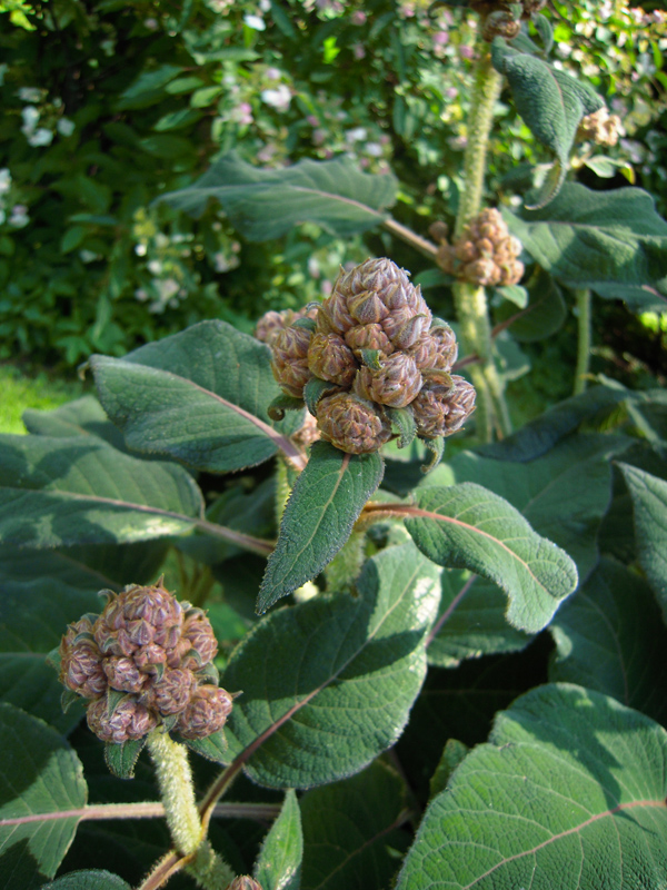 Изображение особи Hydrangea aspera ssp. sargentiana.