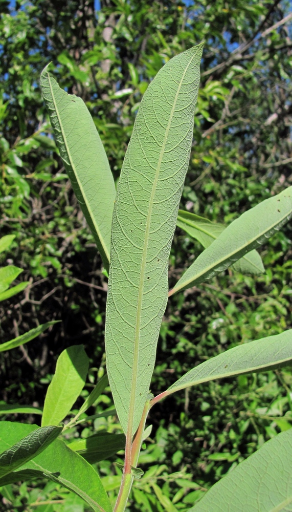 Изображение особи Salix cinerea.