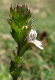 Euphrasia taurica