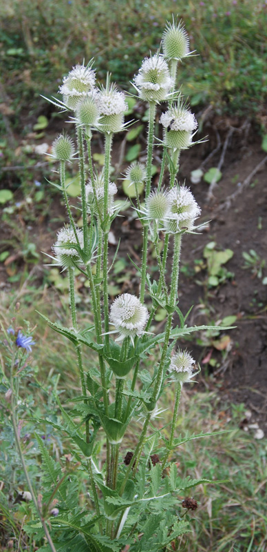 Изображение особи Dipsacus laciniatus.