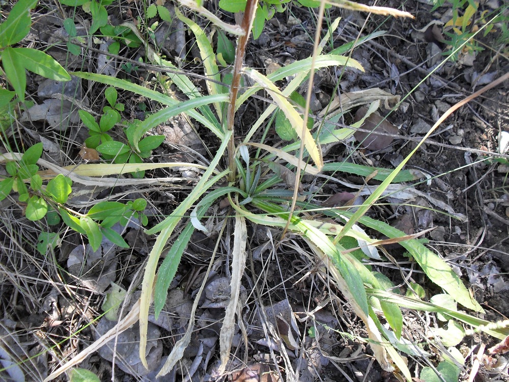 Image of Carlina intermedia specimen.