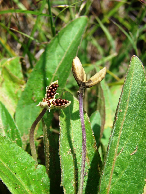 Image of Viola gmeliniana specimen.