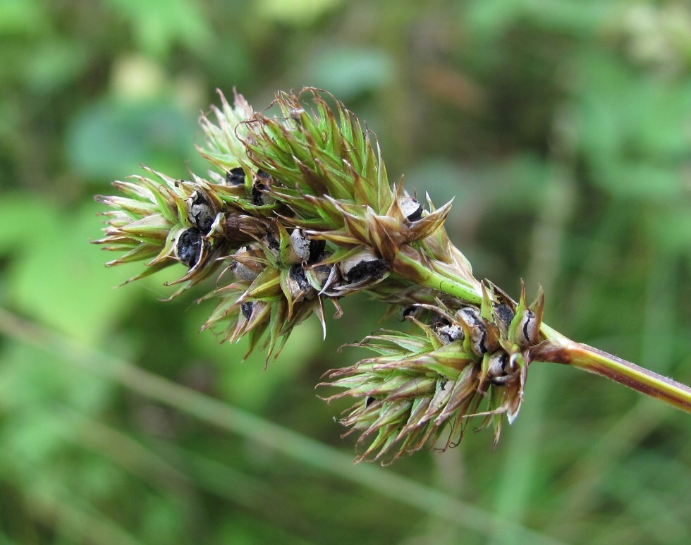 Изображение особи Carex leporina.
