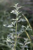 Atriplex tatarica. Верхушка вегетирующего растения. Южный Казахстан, правобережье Сыр-Дарьи выше устья Арыси. 27.05.2012.