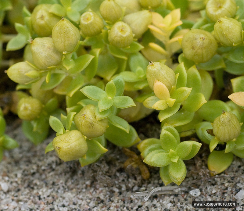 Image of Honckenya peploides ssp. diffusa specimen.