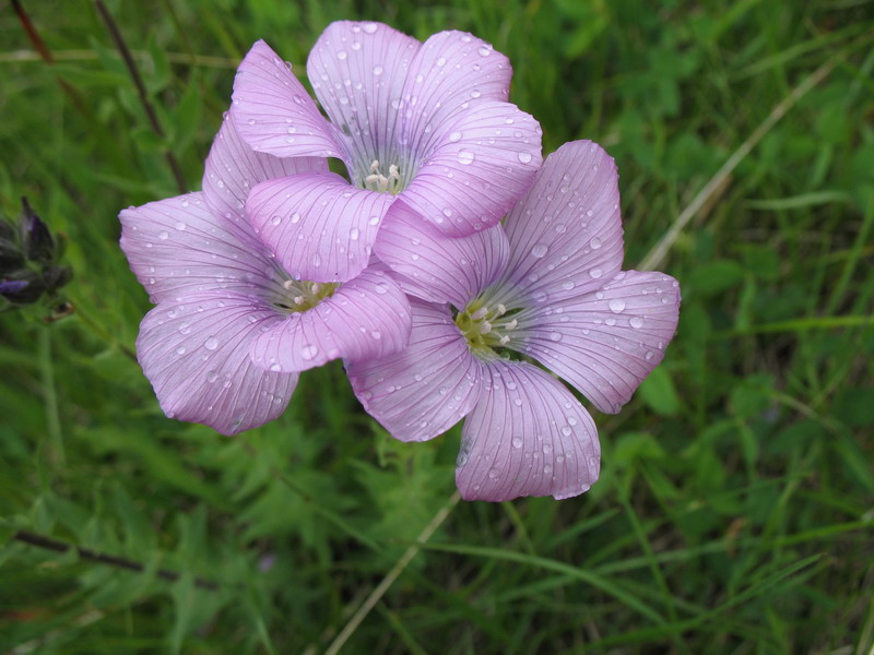 Image of Linum hypericifolium specimen.