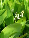 Convallaria majalis