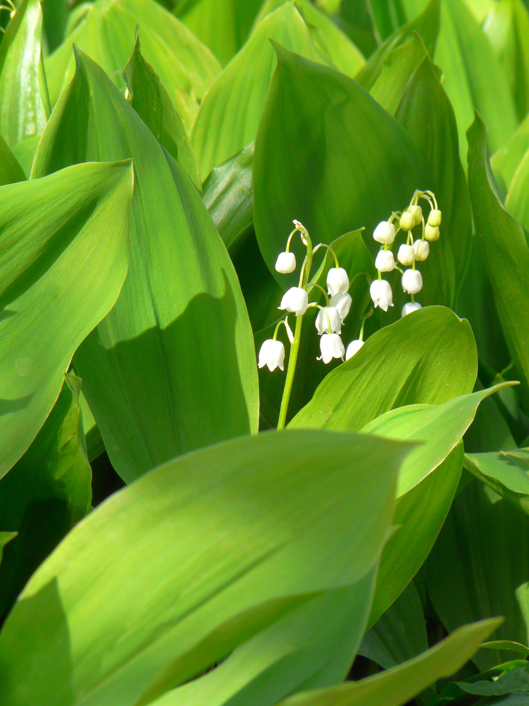 Image of Convallaria majalis specimen.