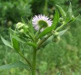 Erigeron annuus subspecies lilacinus