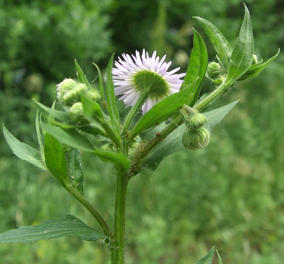 Image of Erigeron annuus ssp. lilacinus specimen.