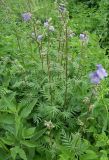 Polemonium caeruleum