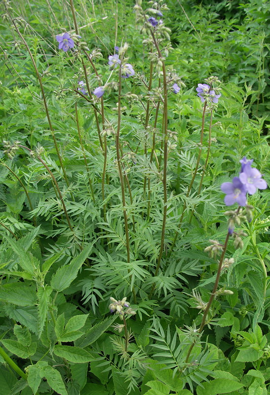 Изображение особи Polemonium caeruleum.