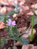 Erodium acaule. Цветущее и плодоносящее растение. Israel, Mount Carmel. 15.12.2006.