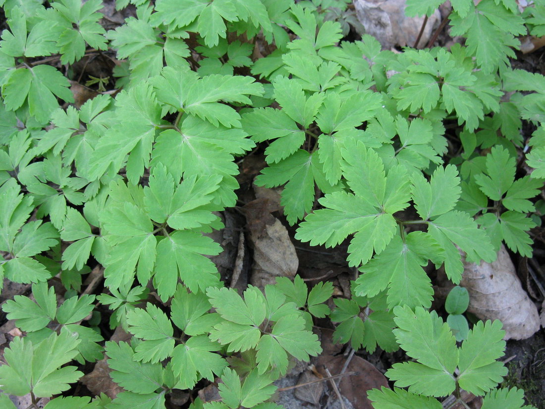 Image of Anemone altaica specimen.