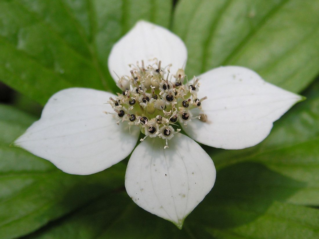 Image of Chamaepericlymenum canadense specimen.