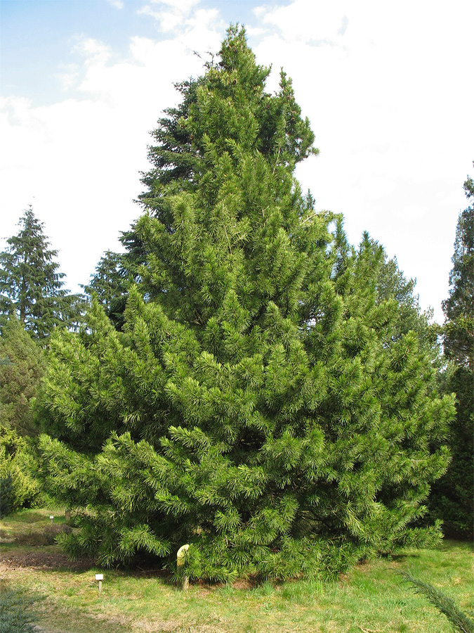 Image of Sciadopitys verticillata specimen.