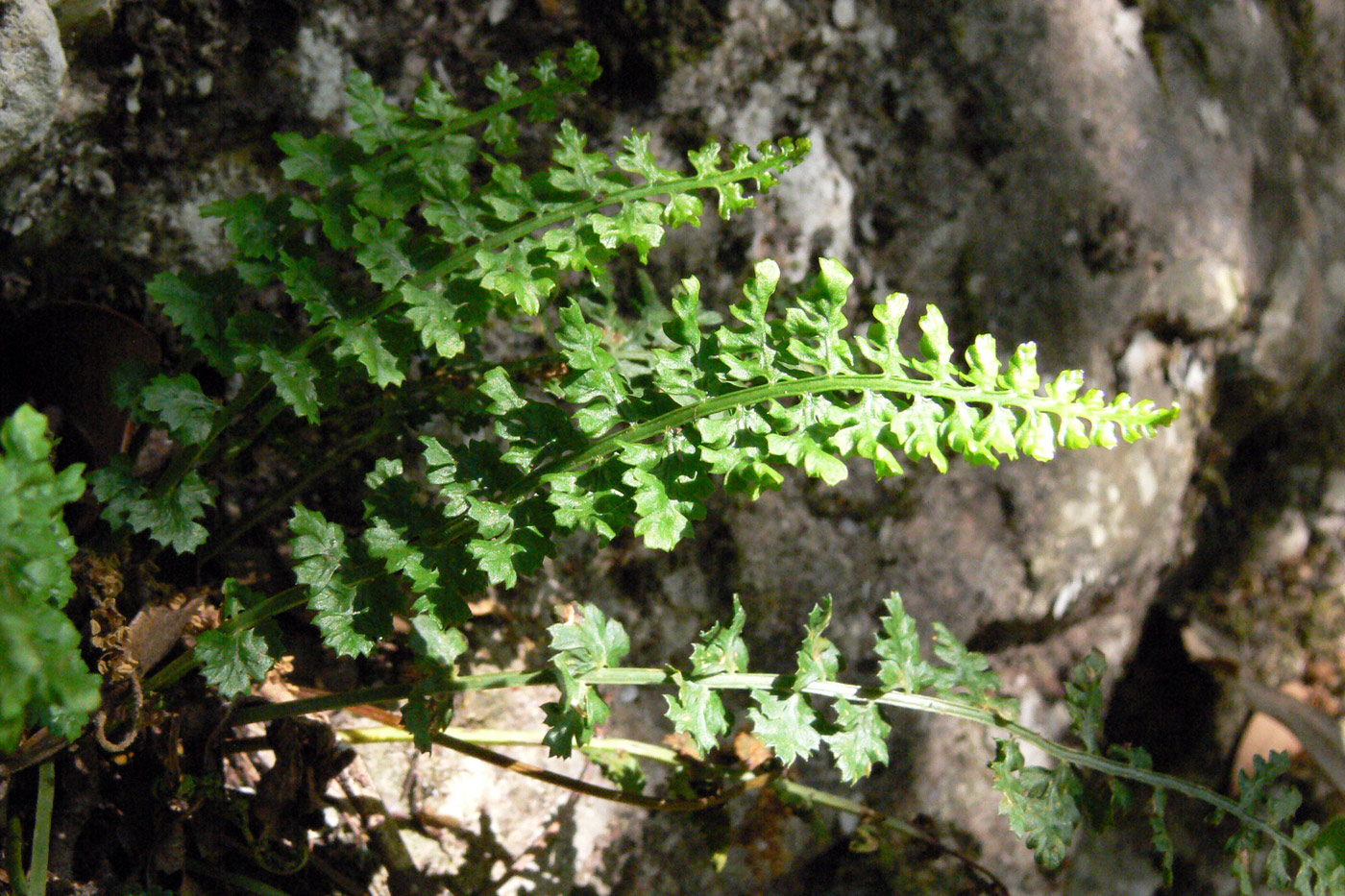 Изображение особи Asplenium fontanum.