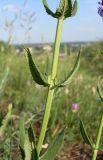 Salvia tesquicola. Средняя часть побега. Ростовская обл., Персиановская степь, окр. станицы Красюковская, верхняя часть склона правого коренного берега р. Грушевка. 28.05.2012.