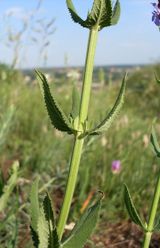 Изображение особи Salvia tesquicola.