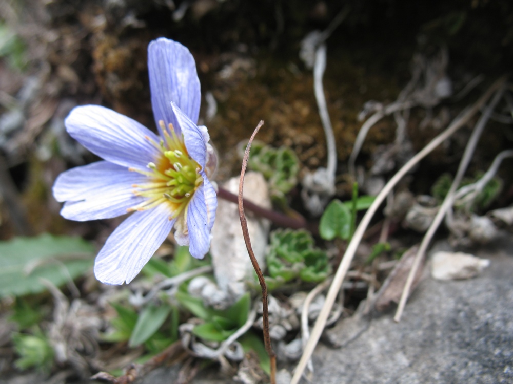 Image of Callianthemum farreri specimen.