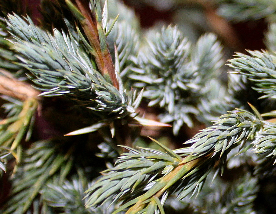 Image of Juniperus squamata specimen.