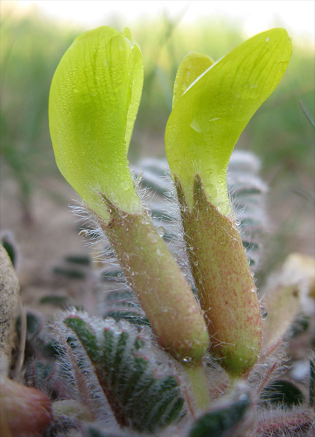 Image of Astragalus caprinus specimen.