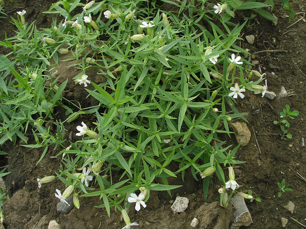 Image of Oberna procumbens specimen.