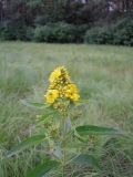 Lysimachia vulgaris. Верхушка цветущего растения. Украина, Киевская обл., Киево-Святошинский р-н, окр. г. Боярка, Боярское лесничество, заболоченная лесная опушка. 16.06.2010.