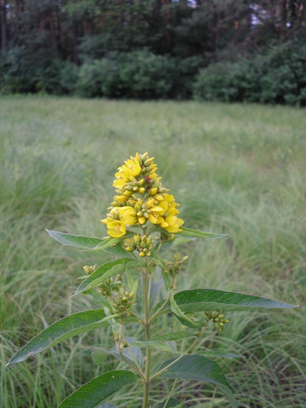 Image of Lysimachia vulgaris specimen.