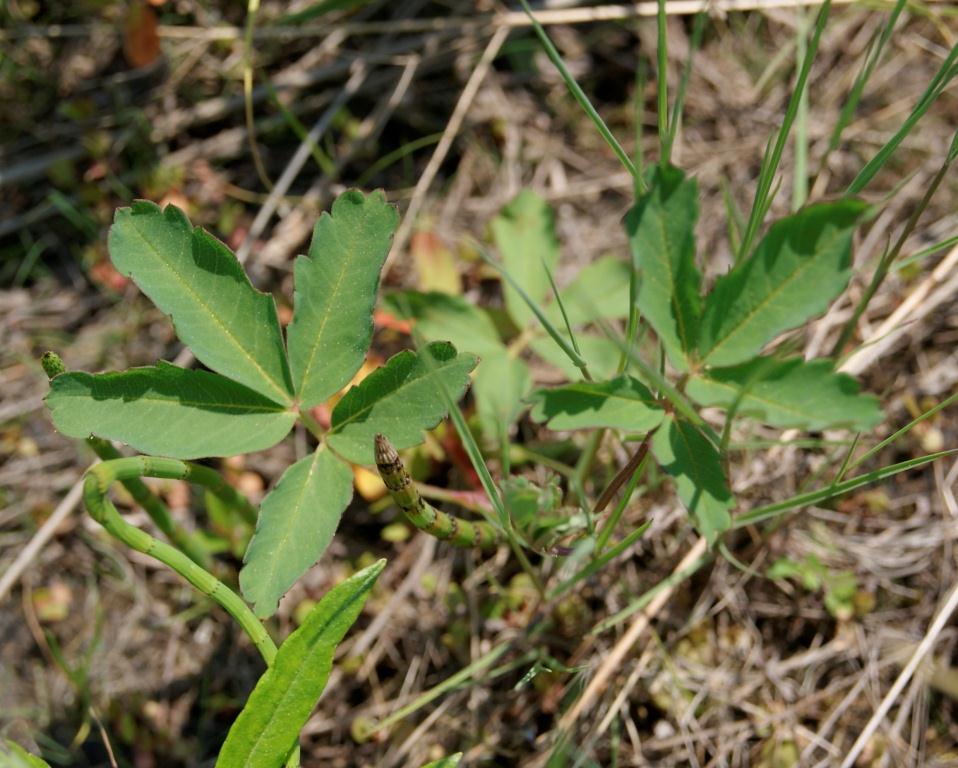 Image of Comarum palustre specimen.