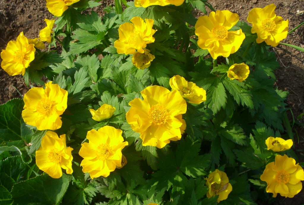 Изображение особи Trollius riederianus.