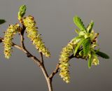 Carpinus betulus. Часть веточки с соцветиями и развивающимися побегами. Германия, г. Кемпен, в городском саду. 20.04.2013.