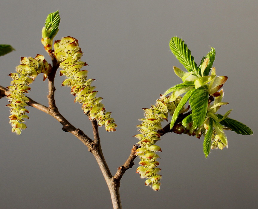 Изображение особи Carpinus betulus.