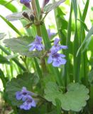 Glechoma hederacea. Цветущее растение. Тамбовская обл., Петровский р-н, дер. Новая Васильевка, луг. 03.05.2013.