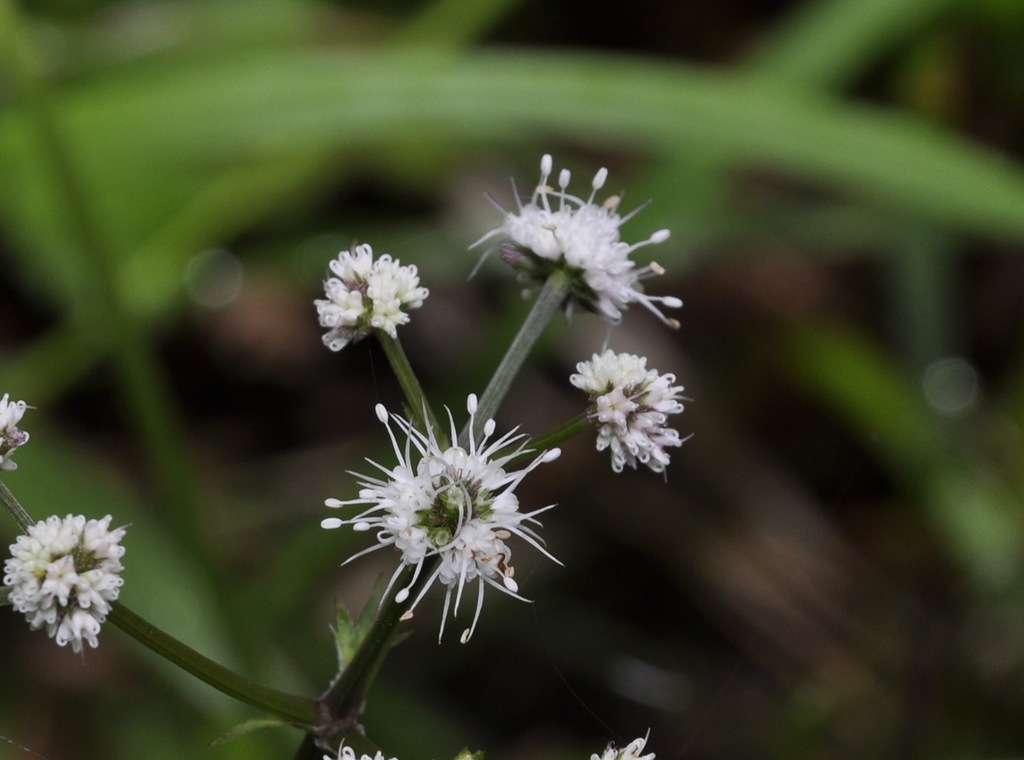 Image of Sanicula europaea specimen.