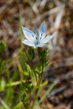 Lomatogonium carinthiacum