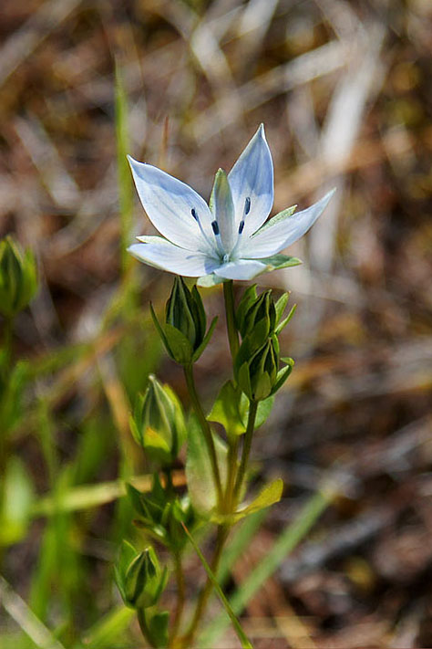 Image of Lomatogonium carinthiacum specimen.