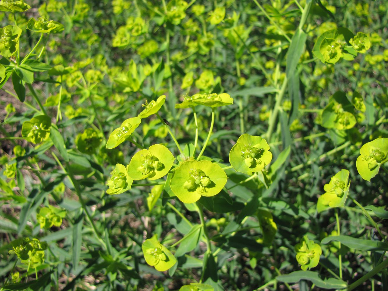 Изображение особи Euphorbia virgata.