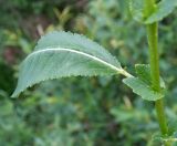 Salix × alopecuroides. Лист. Московская обл., Лотошинский р-н, окр. дер. Савостино. 25.05.2013.