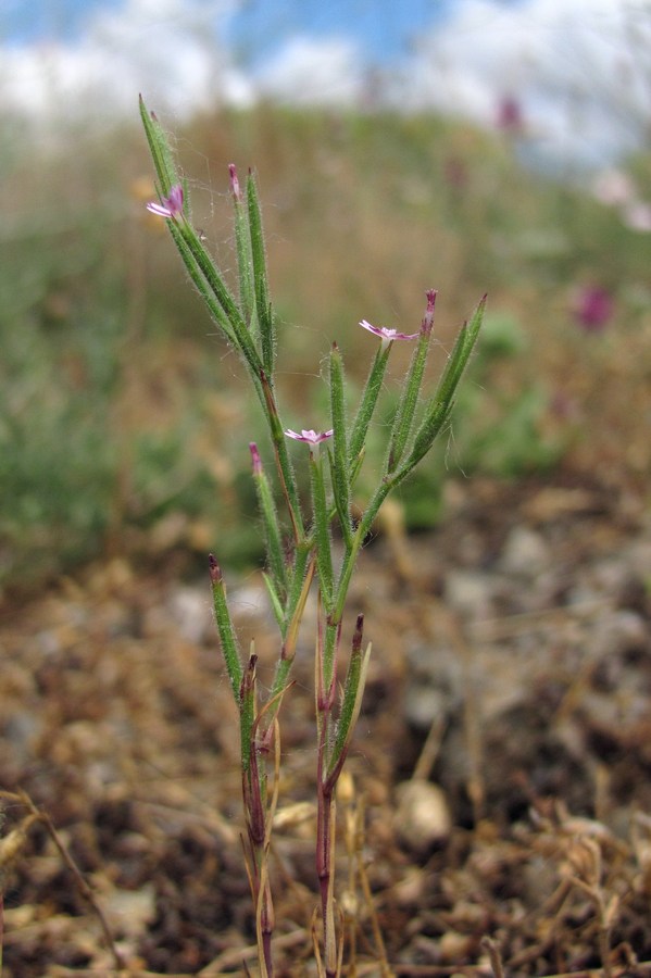 Image of Velezia rigida specimen.