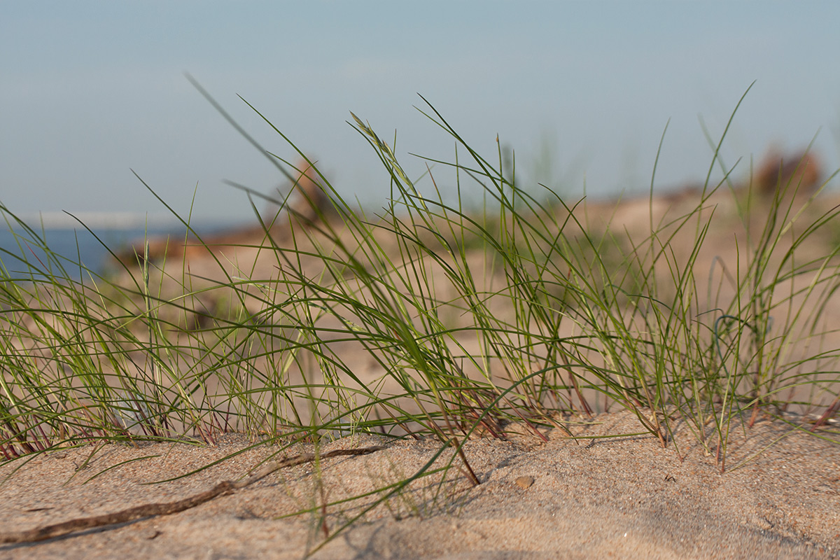 Изображение особи Festuca arenaria.