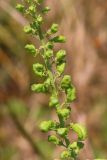 Reseda lutea. Часть соплодия. Ростовская обл., Неклиновский р-н, Андреево-Мелентьевское с/п, балка Сухая. 13.06.2013.