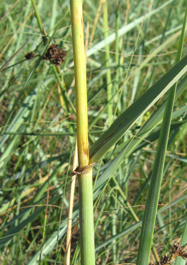 Изображение особи Leymus racemosus ssp. sabulosus.